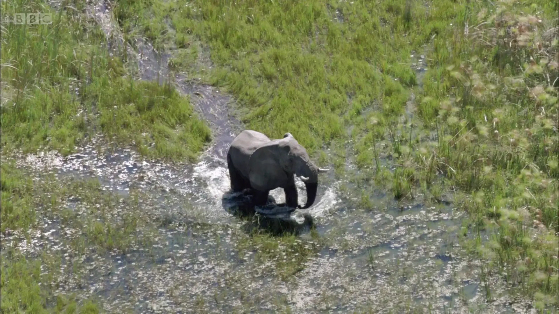 African bush elephant (Loxodonta africana) as shown in Planet Earth - From Pole to Pole